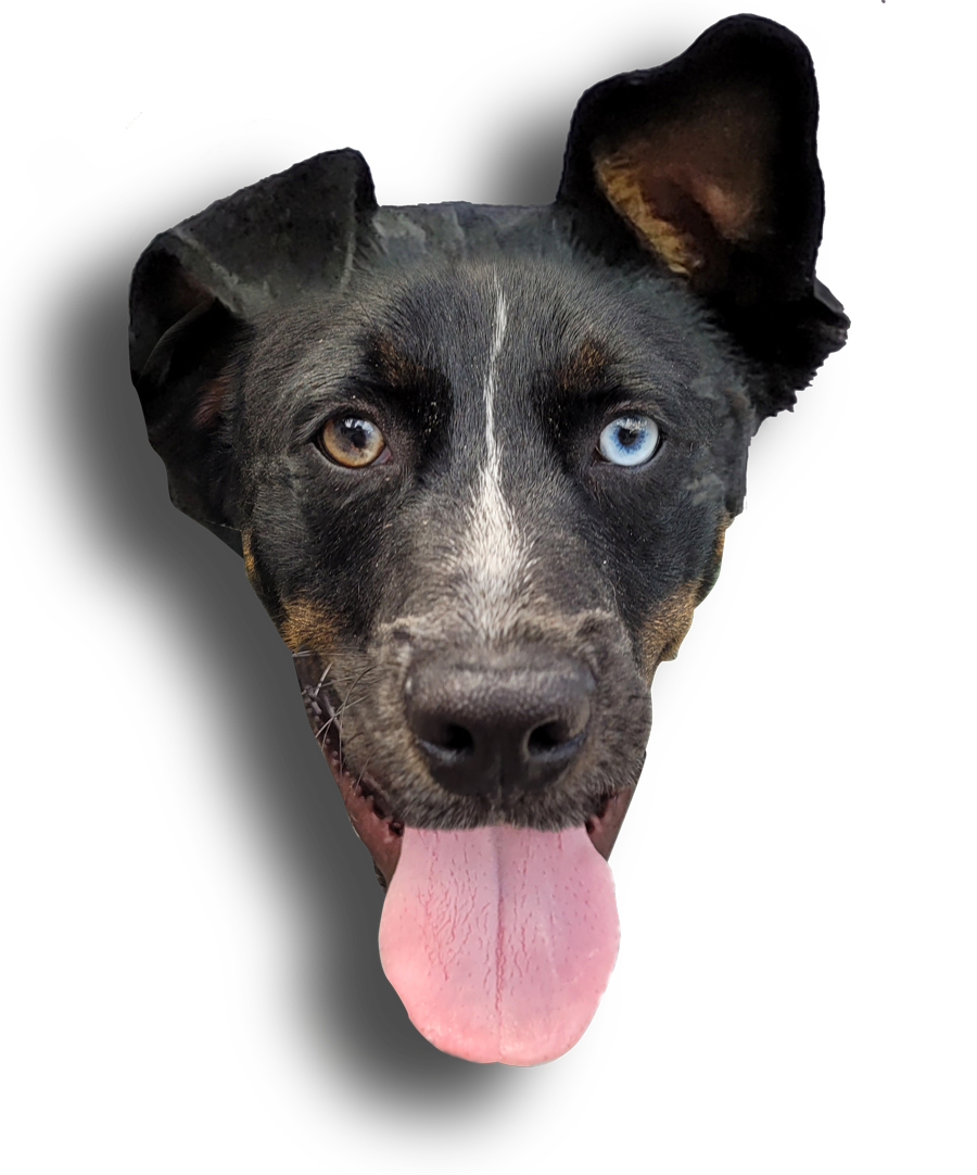 Enzo the ThirstyDawg