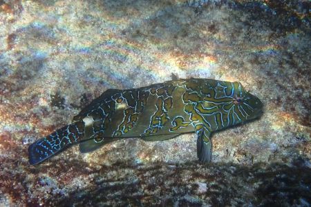 day-06-snorkeling-14.jpg