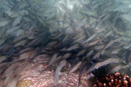 day-06-snorkeling-06.jpg