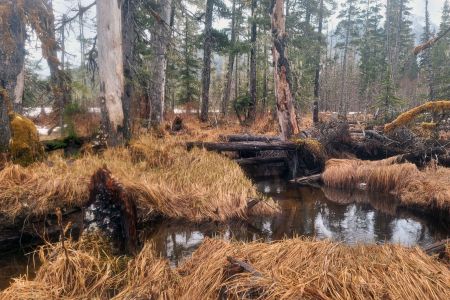 Alaskan muskeg