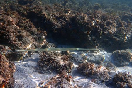 day-03-snorkel-06.jpg
