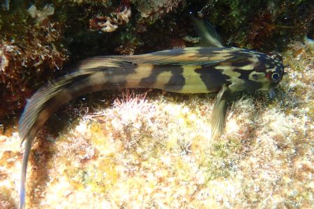 day-06-snorkeling-07.jpg
