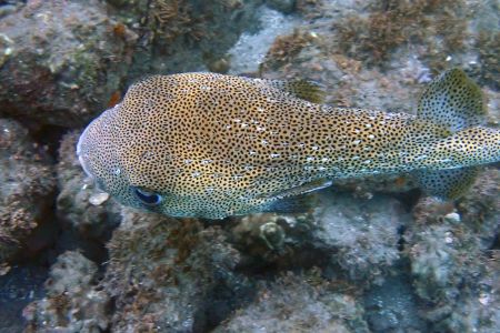 day-03-snorkel-01.jpg