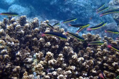 day-03-snorkel-04.jpg